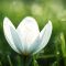 Silent Bloom