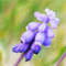 to bloom tomorrow