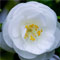 White camellia