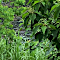 Fresh Greenery