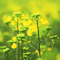 Green Leaves