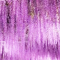 Wisteria