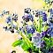 forget me not