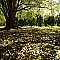 Fallen Leaves