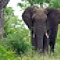 african jungle