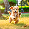 子犬転がし