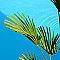 Caribbean
