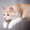 Escape Cat