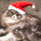 雪色のクリスマス・キャット