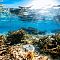 Coral Reef