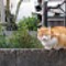 猫のワルツ