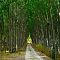 Poplar