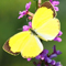 Fluttering butterfly