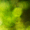 midori