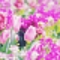 花の香りに誘われて