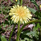 DRY FLOWER