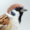 Sparrow Land