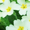 Primrose
