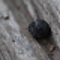 A pill bug is found.