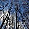 Winter Signals