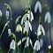 Galanthus Walk