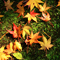 Autumn Color