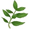 Herb garden