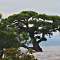 Matsukaze