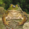 frog life