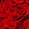 Red Rose