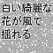白い綺麗な花が風で揺れる