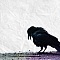 しょぼん