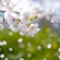 桜ひらり