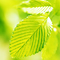 Swaying Leaves