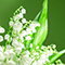 Lily of the valley
