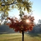 Morning Glory