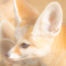Fennec Jump