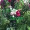 Little garden