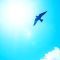 Miracle Beyond the Blue Sky
