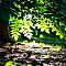 Dappled Sunlight