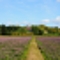 my scenery