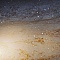 Summer Starnight