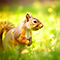 Urban squirrel