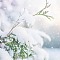 Winter's Embrace