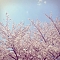 桜の記憶