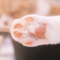 Cat paw