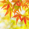 autumn leaves garden