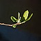 Sprout