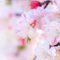Warm Flowers