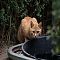 Whisker Stalker